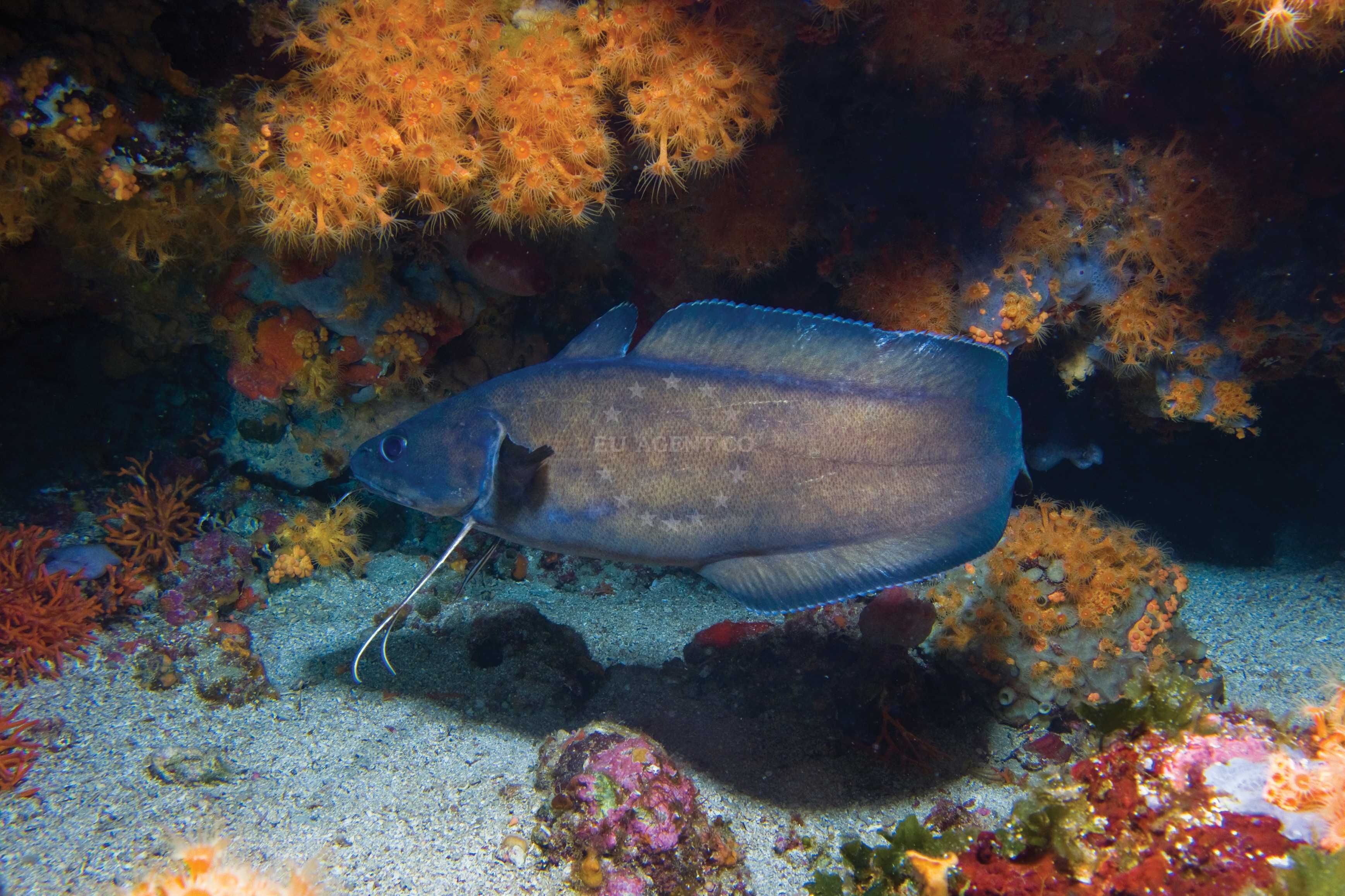 fish