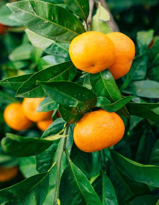 tangerines