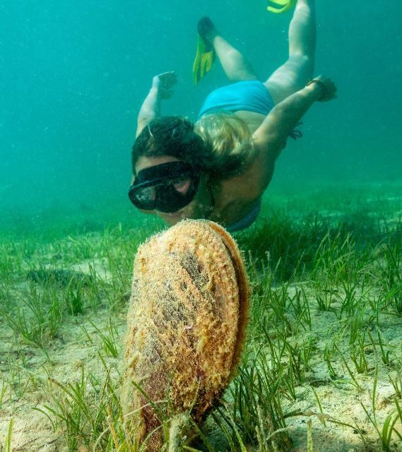 Shell (Pinna nobilis)