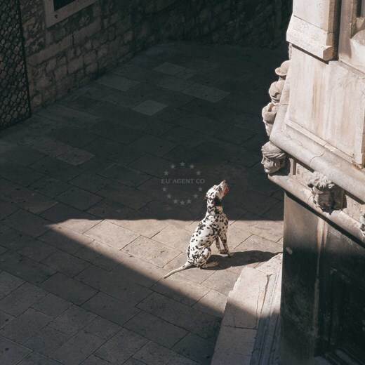 Dalmatian dog - Croatia’s native breed | EUAGENT