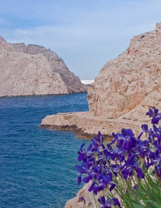 Iris or perunika - Croatia’s national flower | EUAGENT