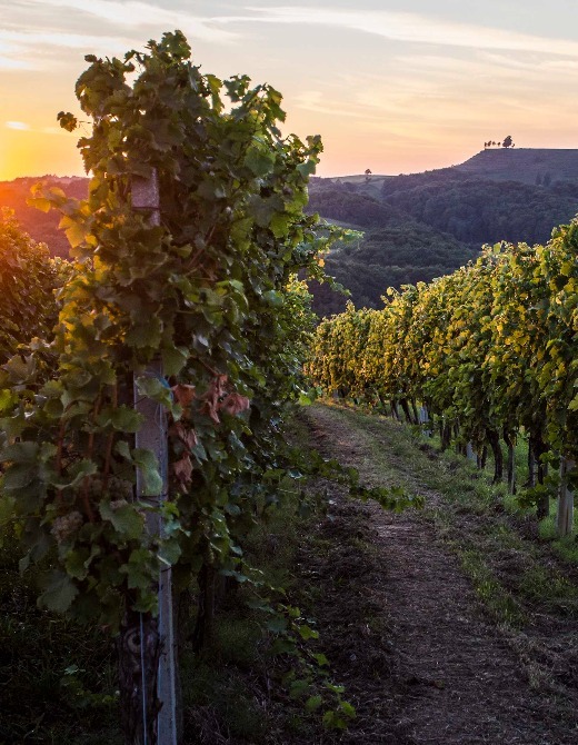Štrigova, vineyard
