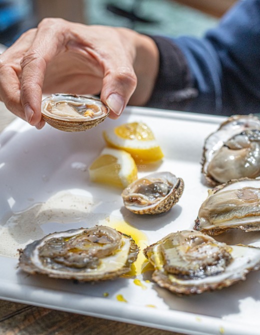 The delicious, superior quality oysters of Ston | EUAGENT