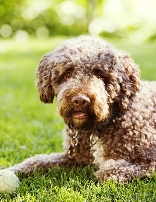Truffle Dog - Main Helper in Truffle Hunting | EUAGENT
