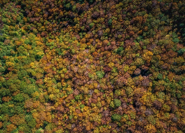 Beech forests, Paklenica
