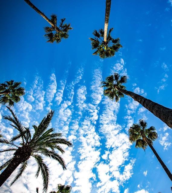 Palm trees, island of Vis