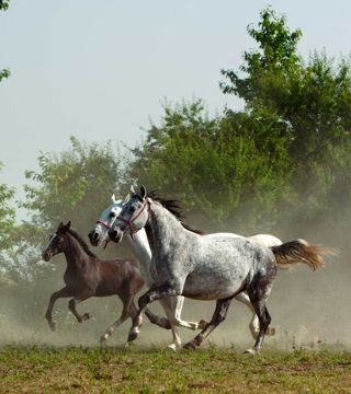 State Stable, Ivandvor, Đakovo