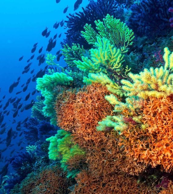 corals