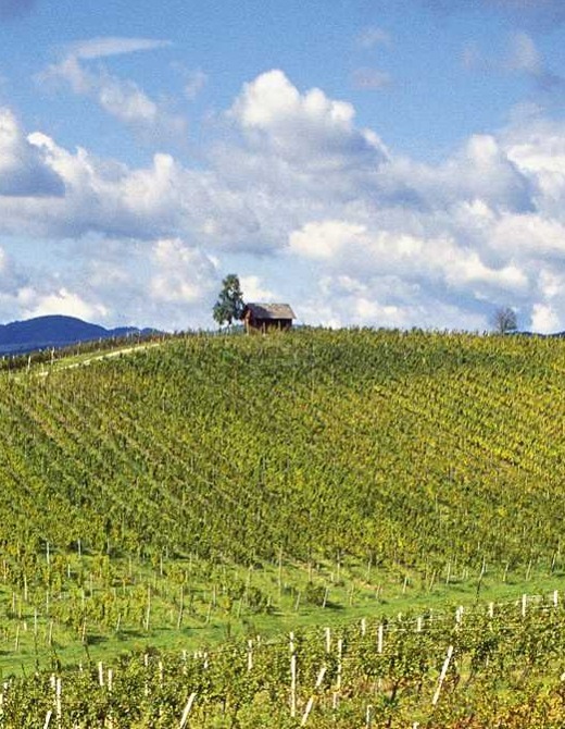 vineyards