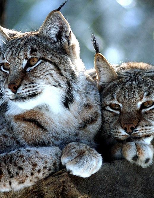 lynx