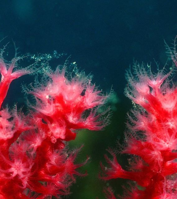 Cnidarians Red cornea