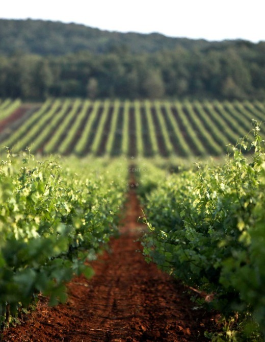 Istria, vineyard