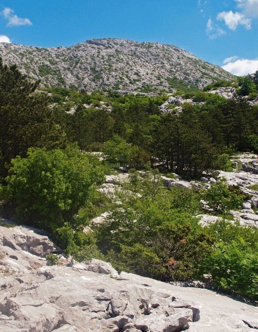 Veliki Kabal, Mosor