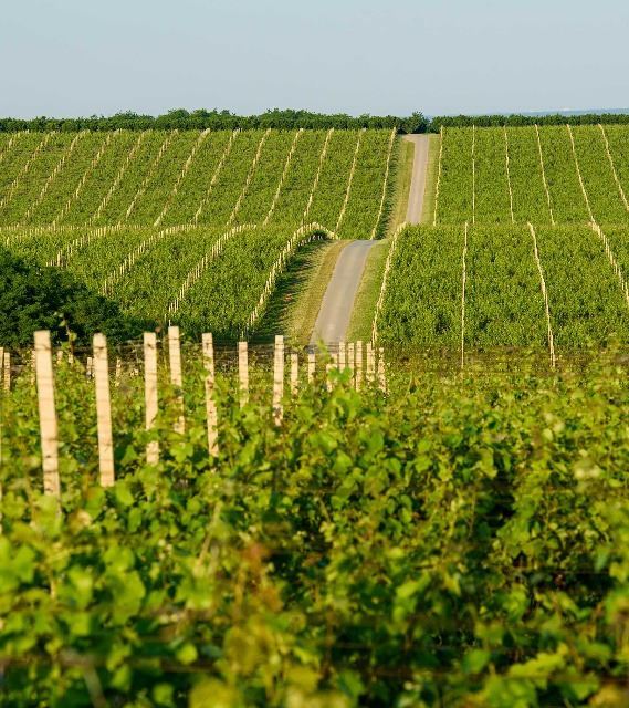 Croatian Wines: 4 Facts You Must Know | EUAGENT