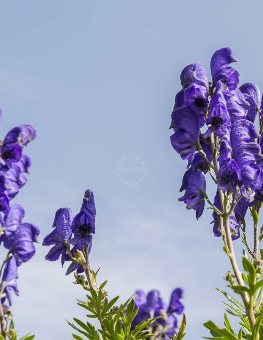 Beautiful, but poisonous plants in Croatia | EUAGENT