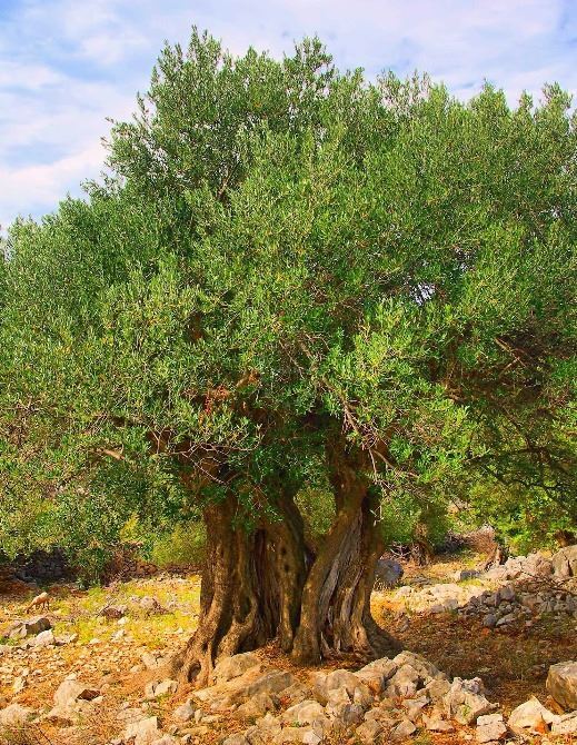 Mediterranean Olives - Croatia’s Liquid Gold | EUAGENT