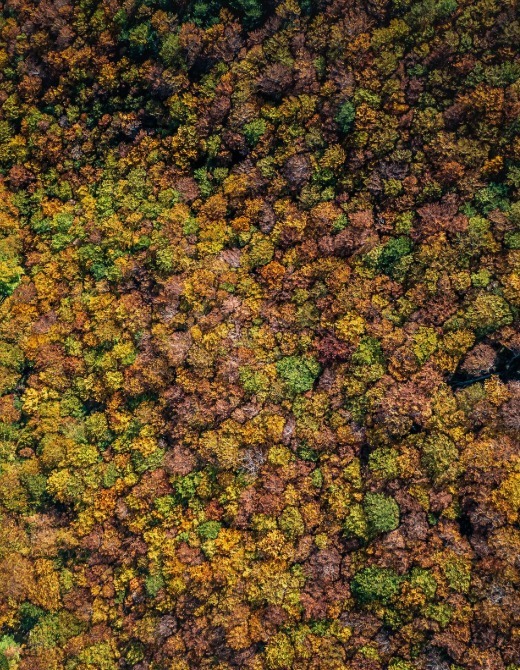 Beech forests, Paklenica