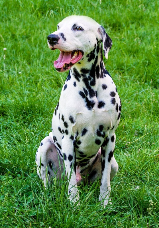 Dalmatian dog - Croatia’s native breed | EUAGENT