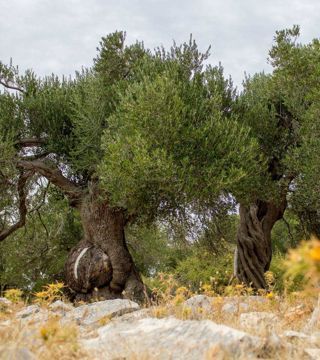 Olives & Olive Oil | EUAGENT