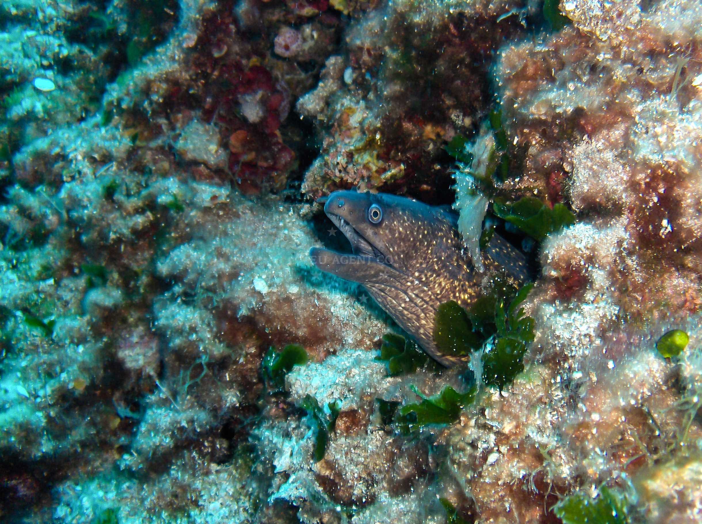 fish moray