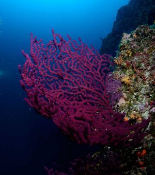 Diving in the Adriatic Sea