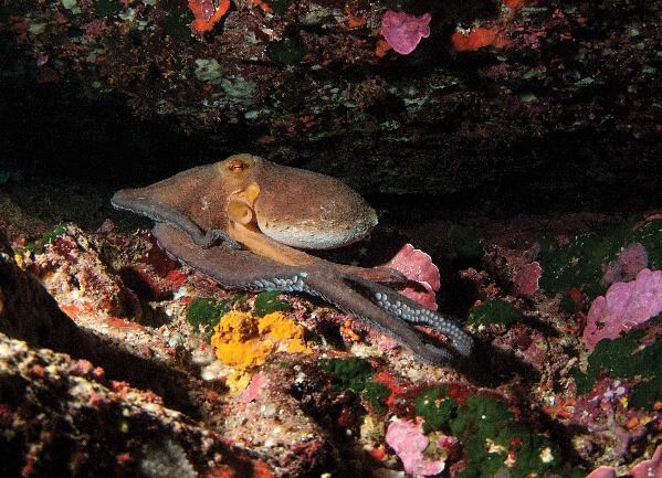Octopus