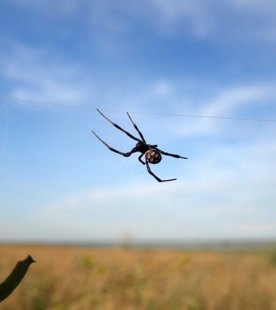 Black Widow