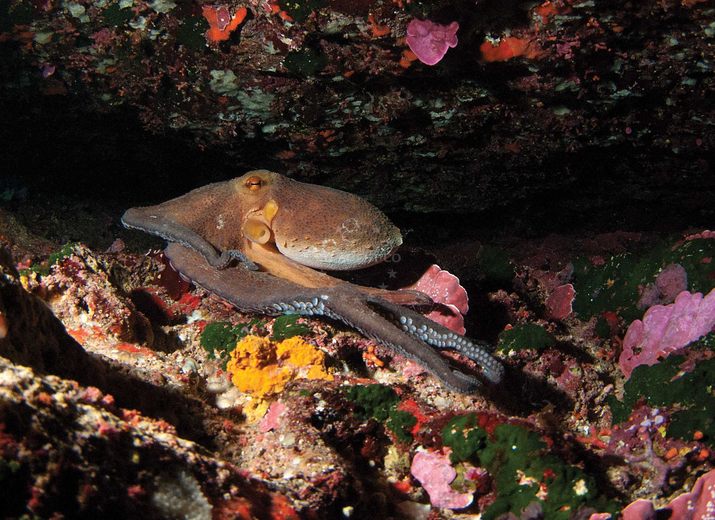 Octopus