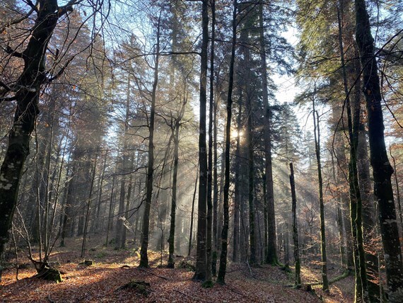 Risnjak