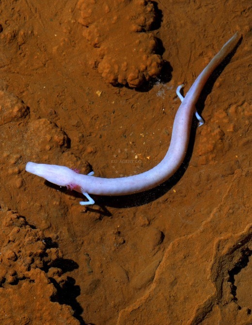 Olm
